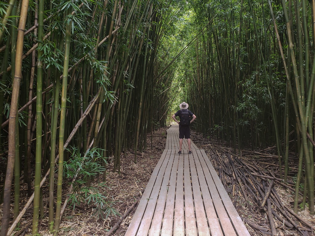 Buddy standing in the middle of the trail surrounded by the massive bamboo forest that is towering over him