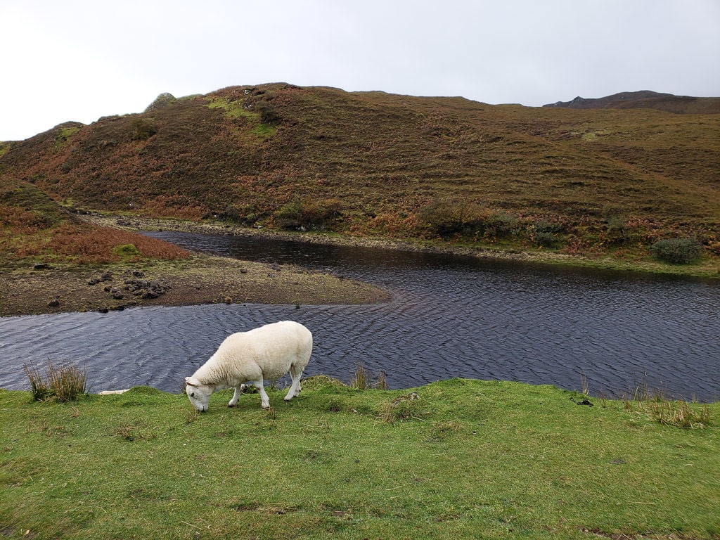 Sheep grazing near a lake in the Isle of Skye