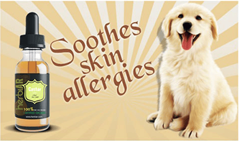 castor oil for dogs