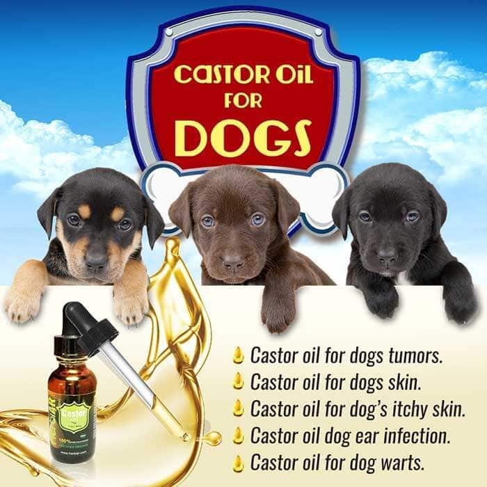 castor oil for dogs Castor oil for dog tumors