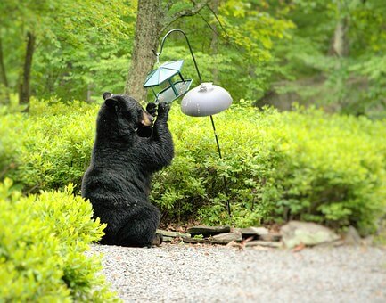 Bear At Bird Feeder bear at bird feeder