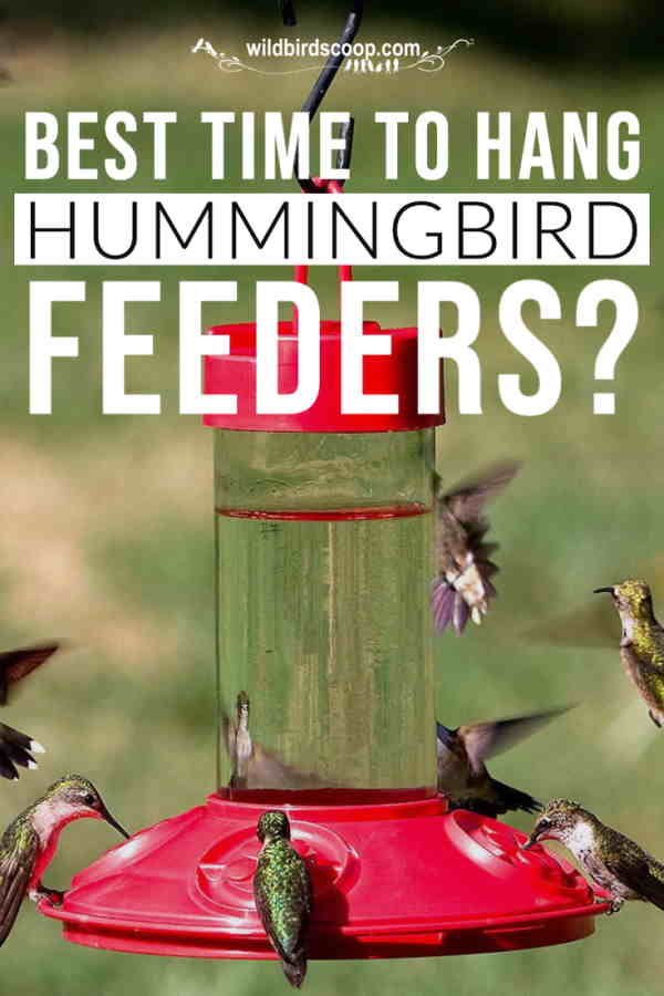 When to Put Out Hummingbird Feeders An image of several hummingbirds at a hummingbird feeder. Text reads best time to hang hummingbird feeders?