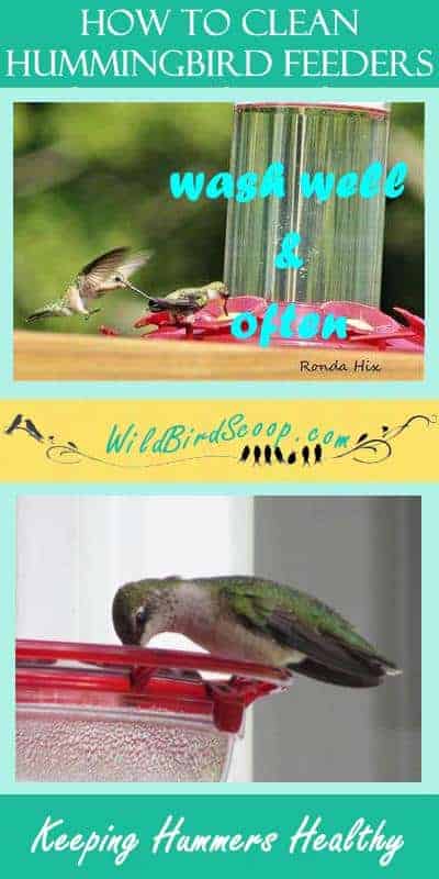 Cleaning Hummingbird Feeders The Right Way Multiple images of hummingbirds drinking at hummingbird feeders. Text reads "how to clean hummingbird feeders. Wash well & often. Keeping Hummers Healthy."