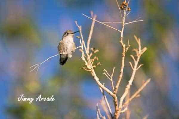 When Is the Right Time to Take Down Hummingbird Feeders? A picture of a hummingbird resting on a branch. Picture by Jimmy Aroade