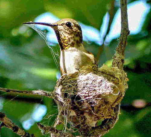 Sticking Nest Material Together With Spider Silk female hummingbird building nest with spider silk