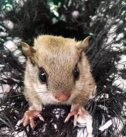Flying Squirrels Drink Nectar At Night A picture of a flying squirrel. Flying squirrels can drink nectar at night