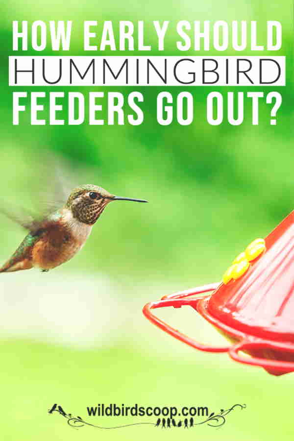 When To Hang
Hummingbird Feeders? A hummingbird at a hummingbird feeder with text that reads "how early should hummingbird feeders go out?"