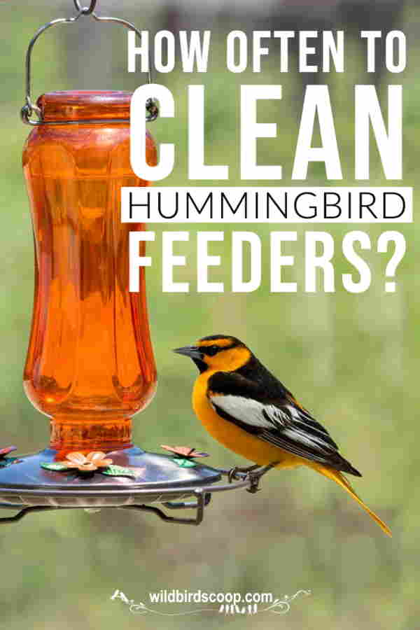 Cleaning Hummingbird Feeders Often Is Necessary A picture of a bird at a hummingbird feeder with text that reads "how often to clean hummingbird feeders?"