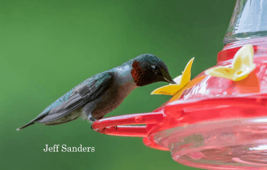 When to Stop Feeding Hummingbirds? hummer feeding at nectar feeder photo taken by Jeff Sanders