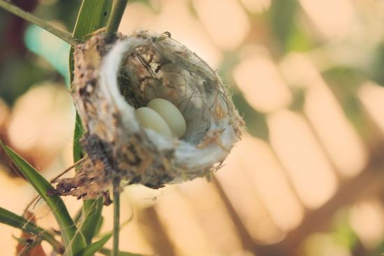 Hummingbird Eggs Hummingbird Nest Suspended On Blades Of Grass With Two Tiny Eggs