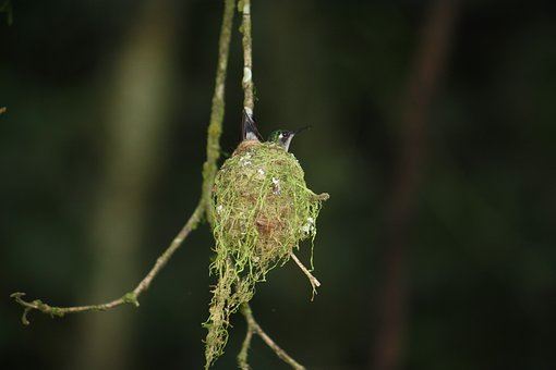 Hummingbird Nest Suspended hummingbird nest suspended from a small branch.