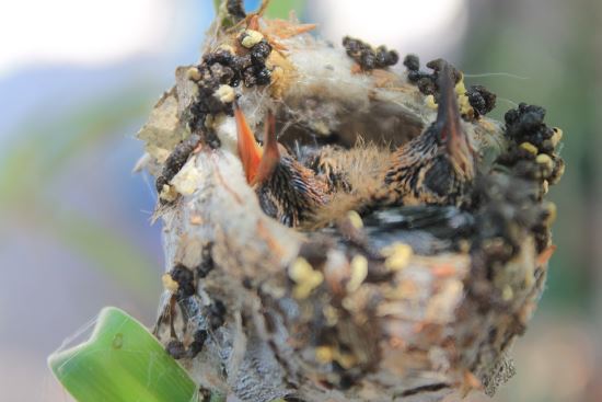 Hummingbird Nestlings hummingbird nestlings inside a nest.