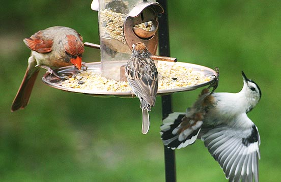 Small Songbirds Are Bullied Mixed Sizes of Wild Birds Eating Peacefully Together from a bird feeder