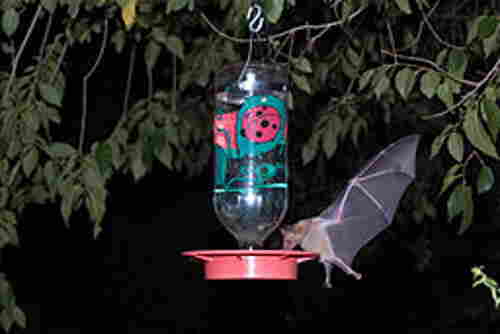 What is Drinking My Hummingbird Nectar at Night? A picture of a bat drinking hummingbird nectar