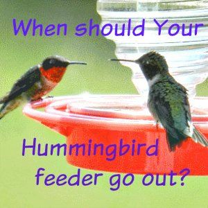 Hummingbird Feeder When Should It Go Out? An image of two humming birds at a hummingbird feeder. Text reads when should your hummingbird feeder go out?