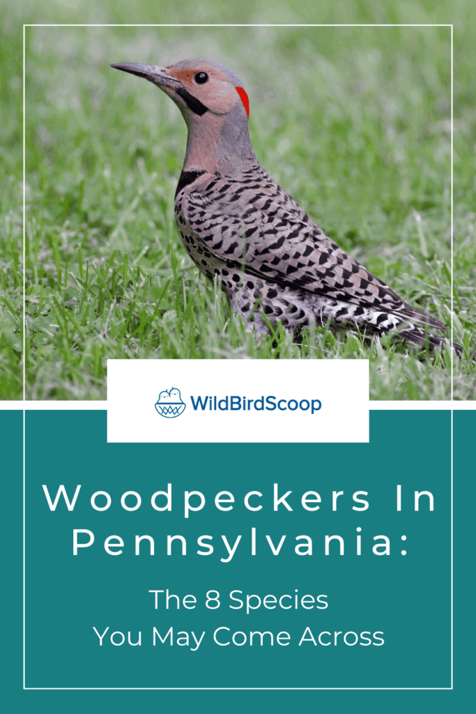 Woodpeckers in Pennsylvania: The 8 Species You May Come Across