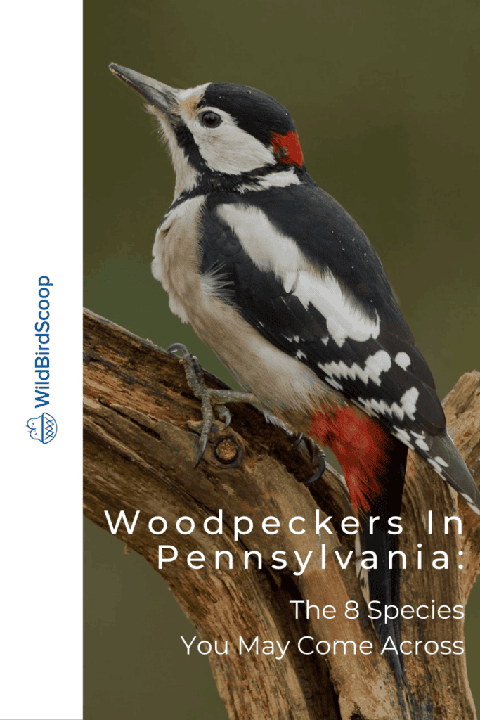 Woodpeckers in Pennsylvania The 8 Species You May Come Across