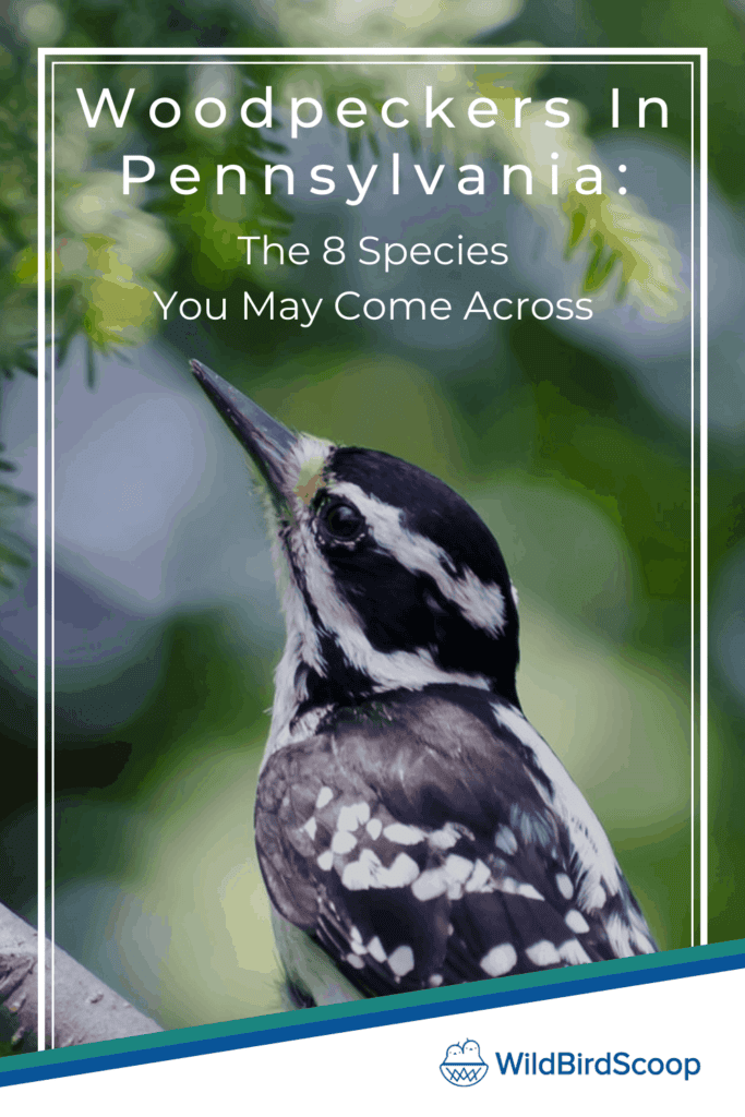 Woodpeckers in Pennsylvania: The 8 Species You May Come Across