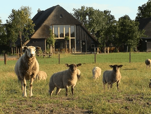 De Koekoeksklok 1
