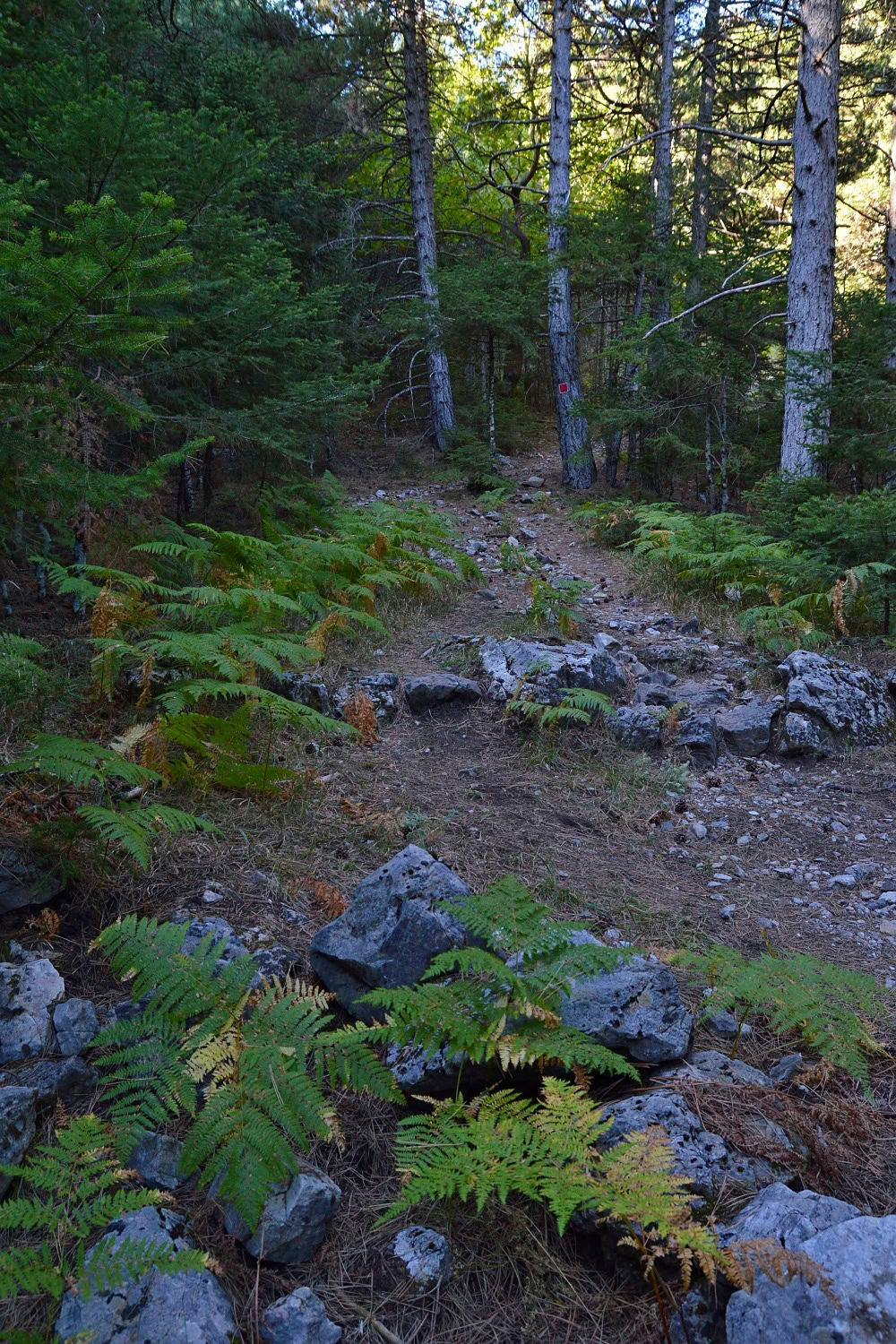Trail from Manganiari Spring to Taygetos Refuge, Mount Taygetos, Greece (3)