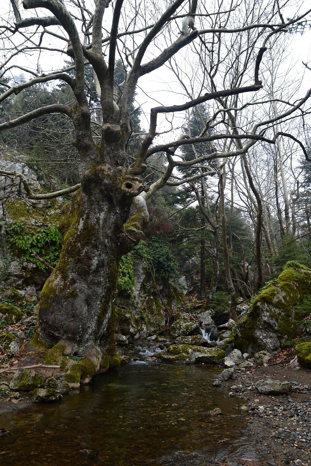 Goura Stream, Parnitha, Greece
