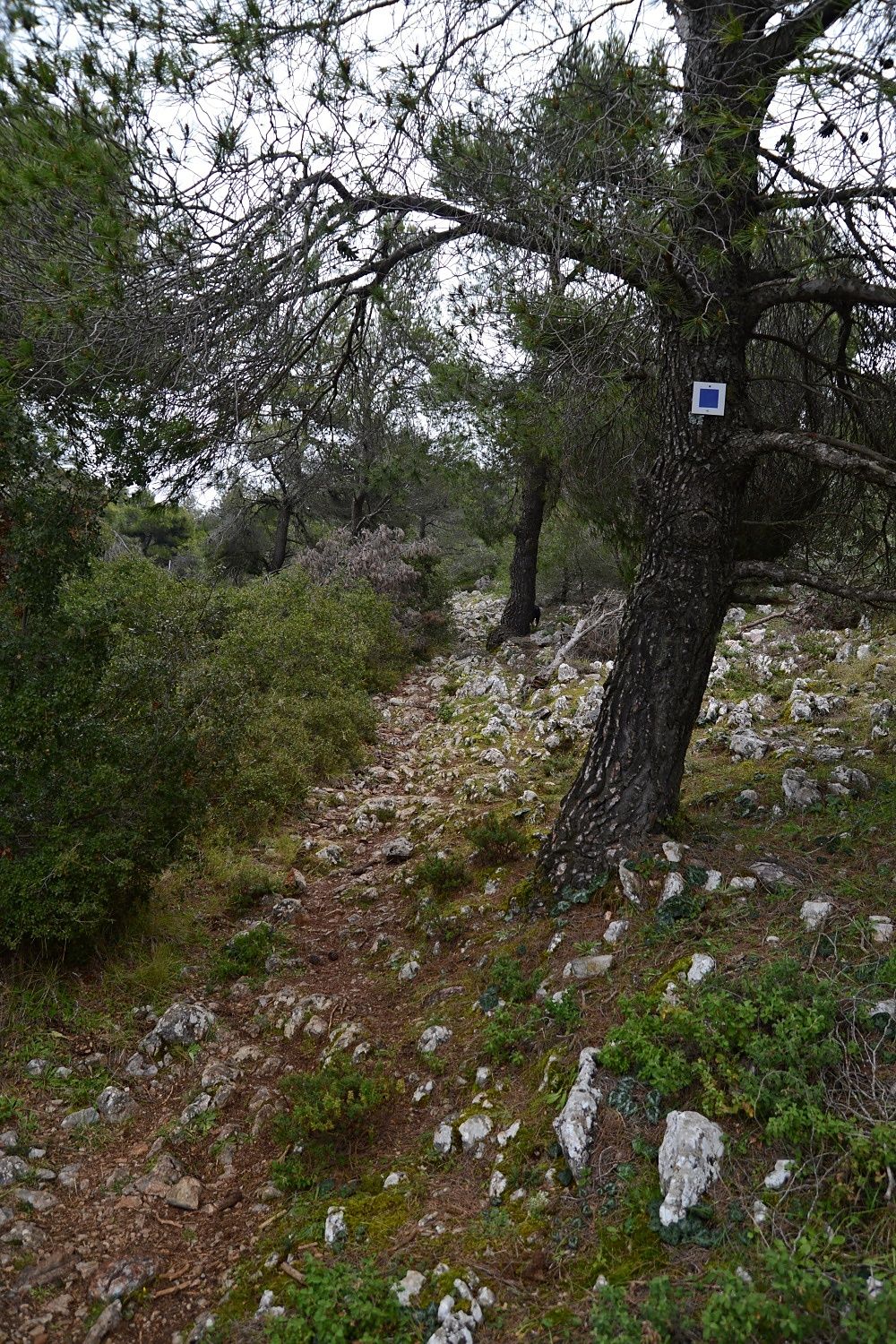 Hiking to Goura Stream, Parnitha, Greece