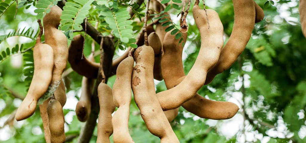 Benefícios do Tamarindo | Dicas de Saúde Benefícios do Tamarindo