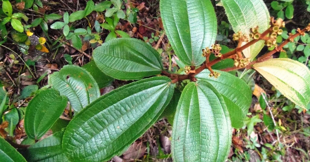 chá de canela de velho | Dicas de Saúde chá de canela de velho