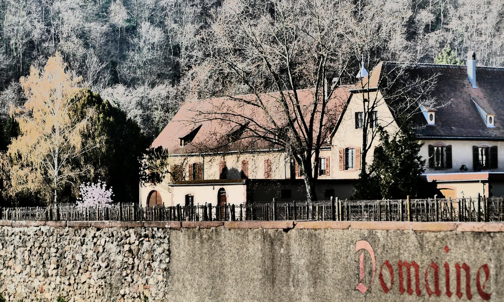 Domaine Weinbach Elzasreis wijnprofessionals proefgroep 'Rechteroever' - Domaine Weinbach