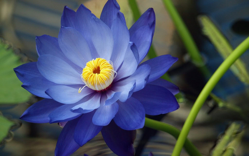 Nymphaea-Caerulea | Dicas de Saúde