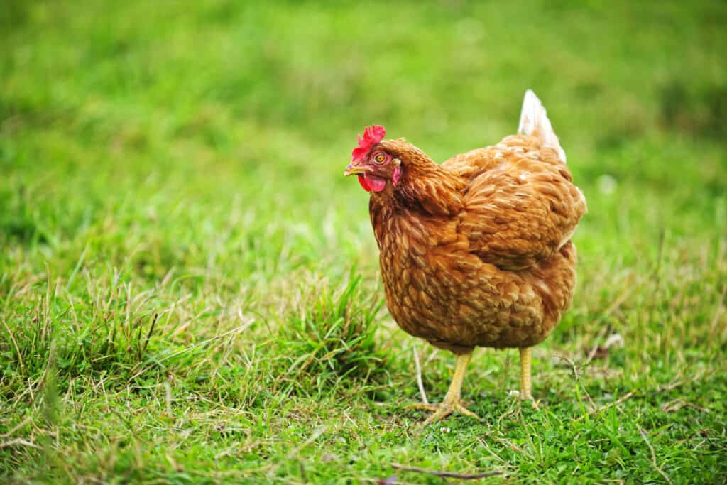 hen not crowing walking on grass