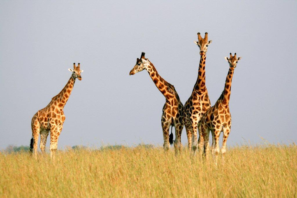 Uganda