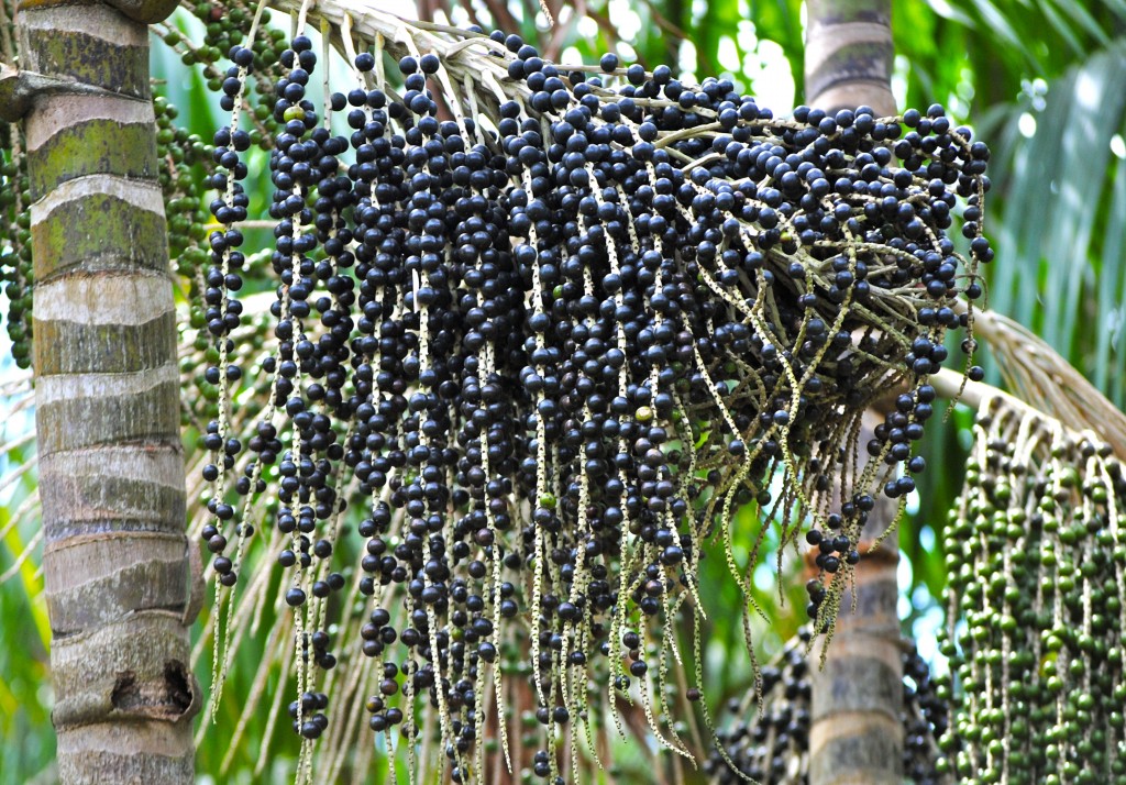 açai | Dicas de Saúde Benefícios do açaí