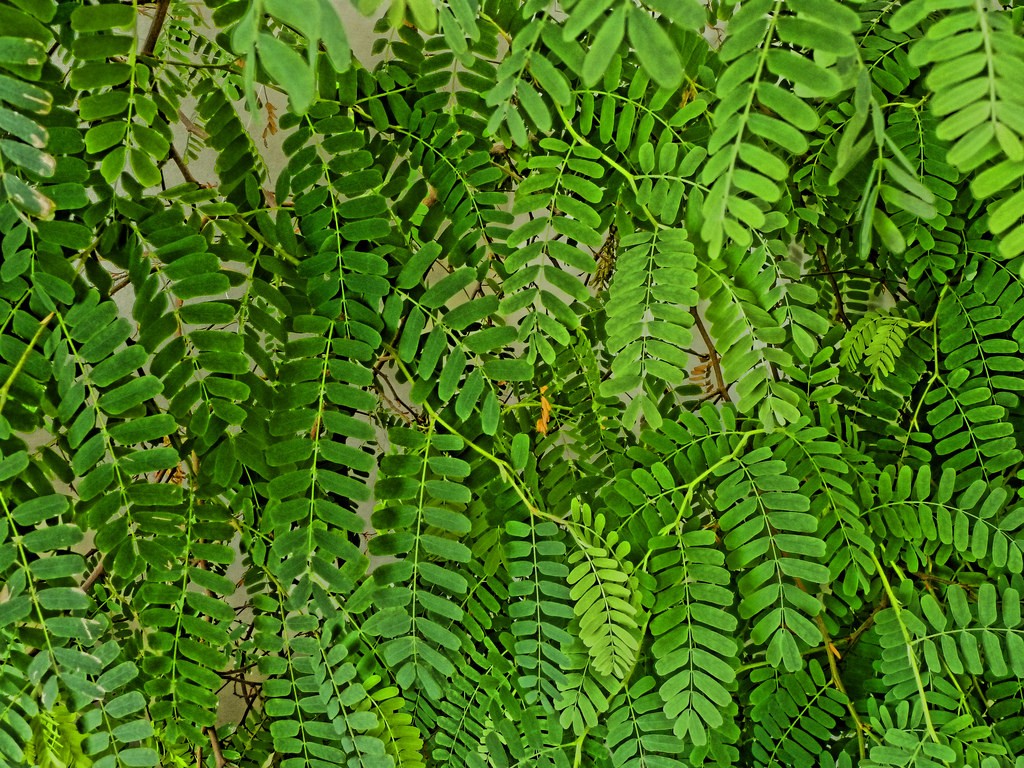 Folhas de Tamarindo | Dicas de Saúde Folhas de Tamarindo
