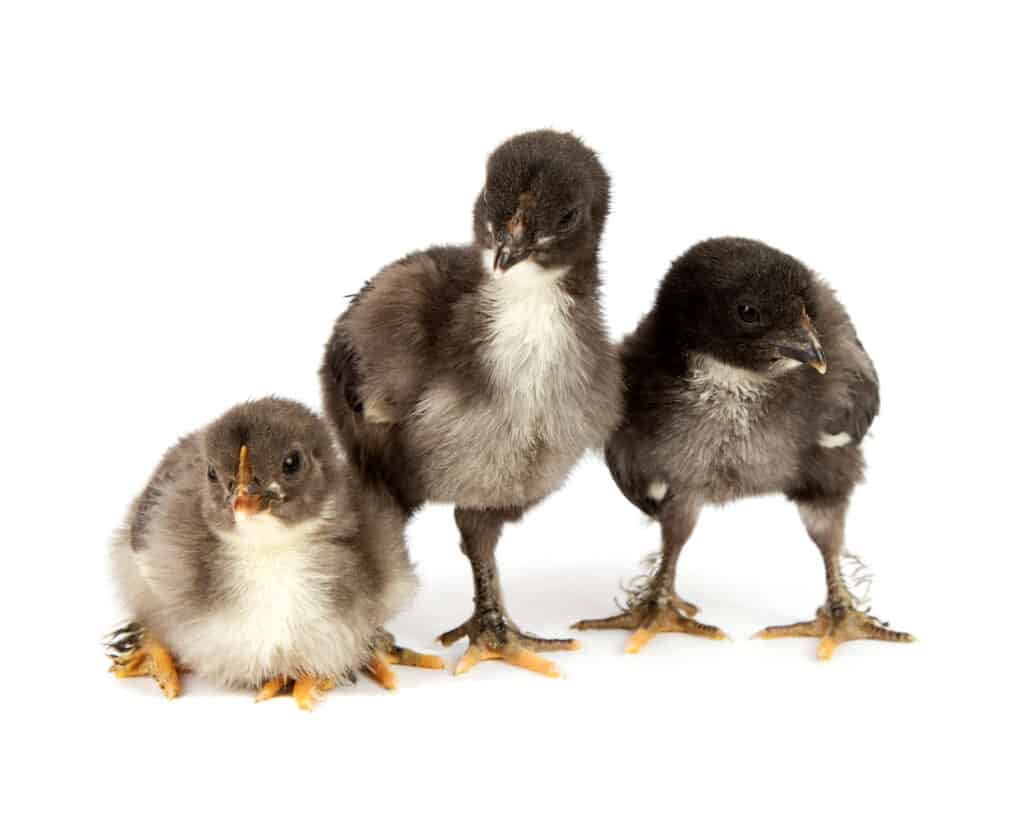 prevent coccidiosis in chickens with medicated feed