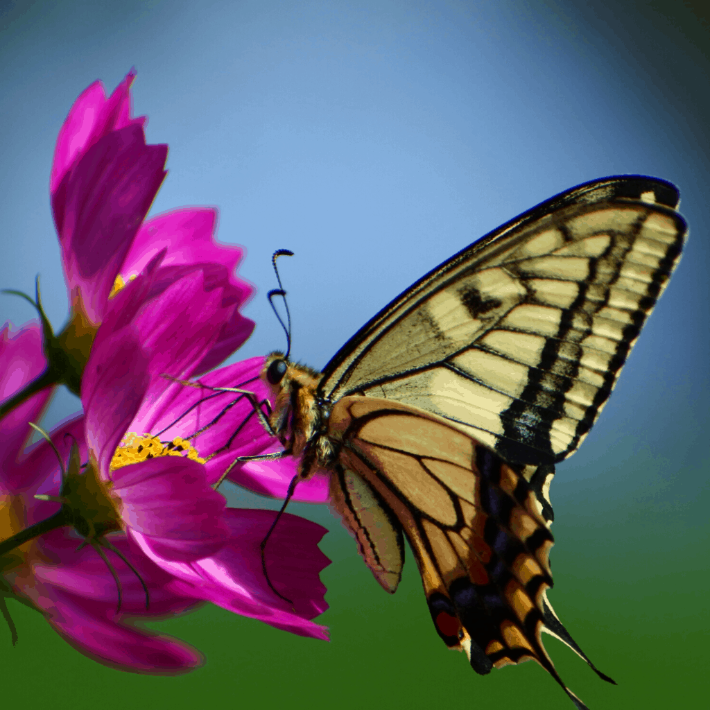 jardin des papillons