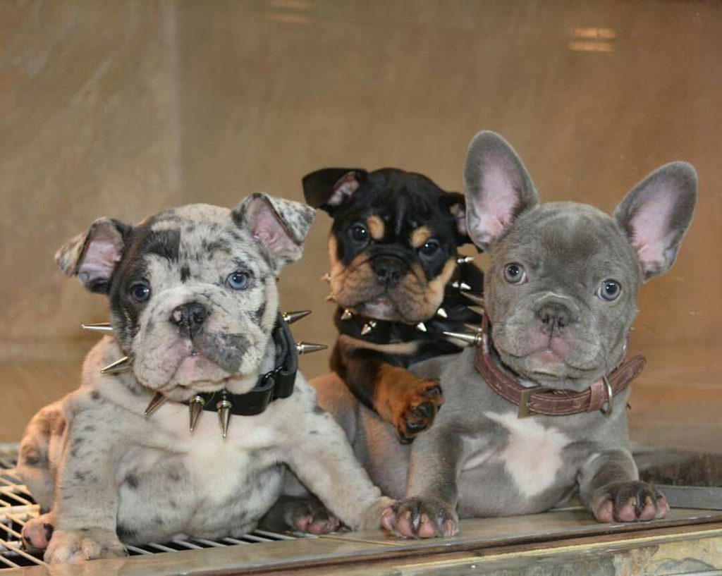 The Many Colors of the French Bulldog | PetsHotSpot.com