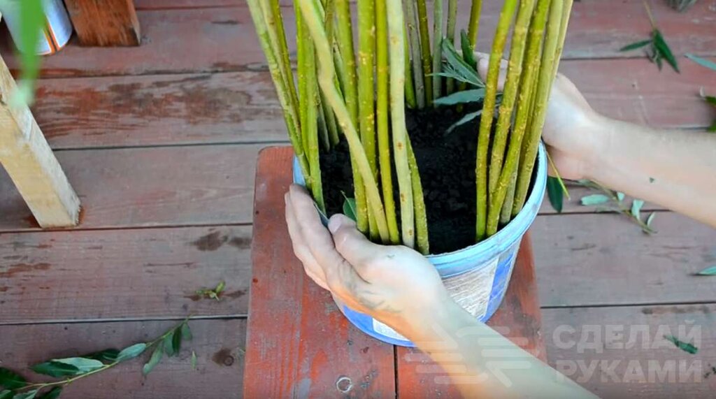 Плетёная ива своими руками из обычного куста Плетёная ива своими руками из обычного куста Самоделки