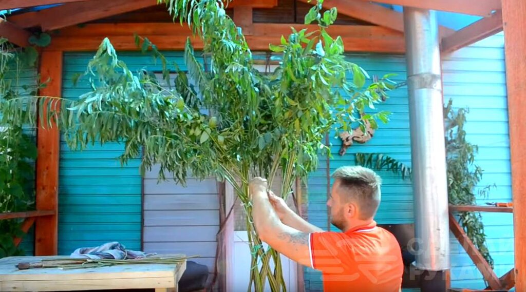 Плетёная ива своими руками из обычного куста Плетёная ива своими руками из обычного куста Самоделки