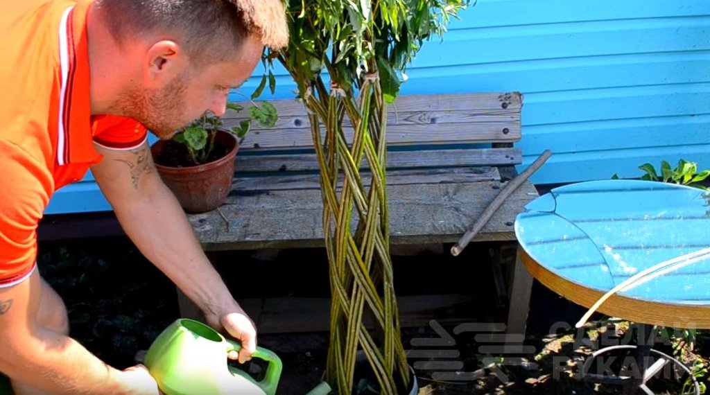 Плетёная ива своими руками из обычного куста Плетёная ива своими руками из обычного куста Самоделки