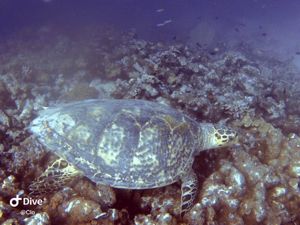 Sea turtles excursions