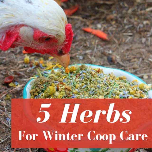 5 Herbs Every Chicken Mama Needs This Winter