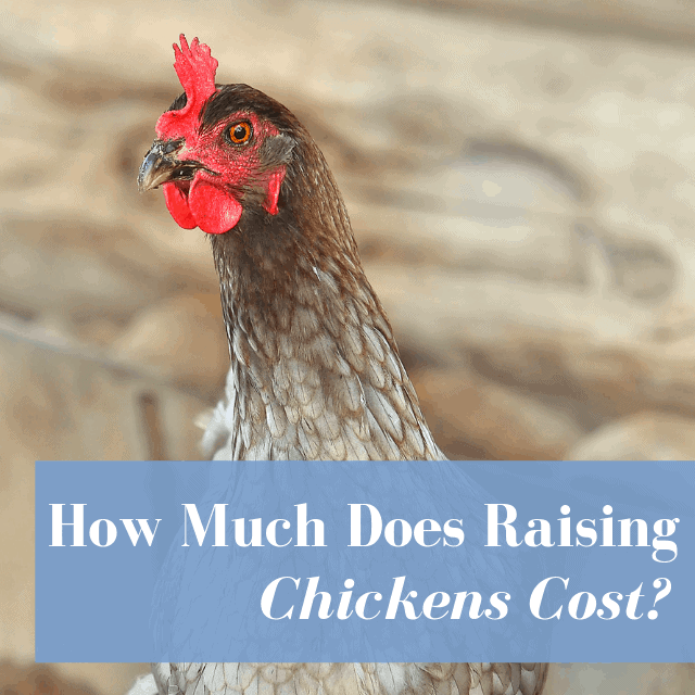 How Much Does It Cost Own A Chicken? Egg Cost Comparison