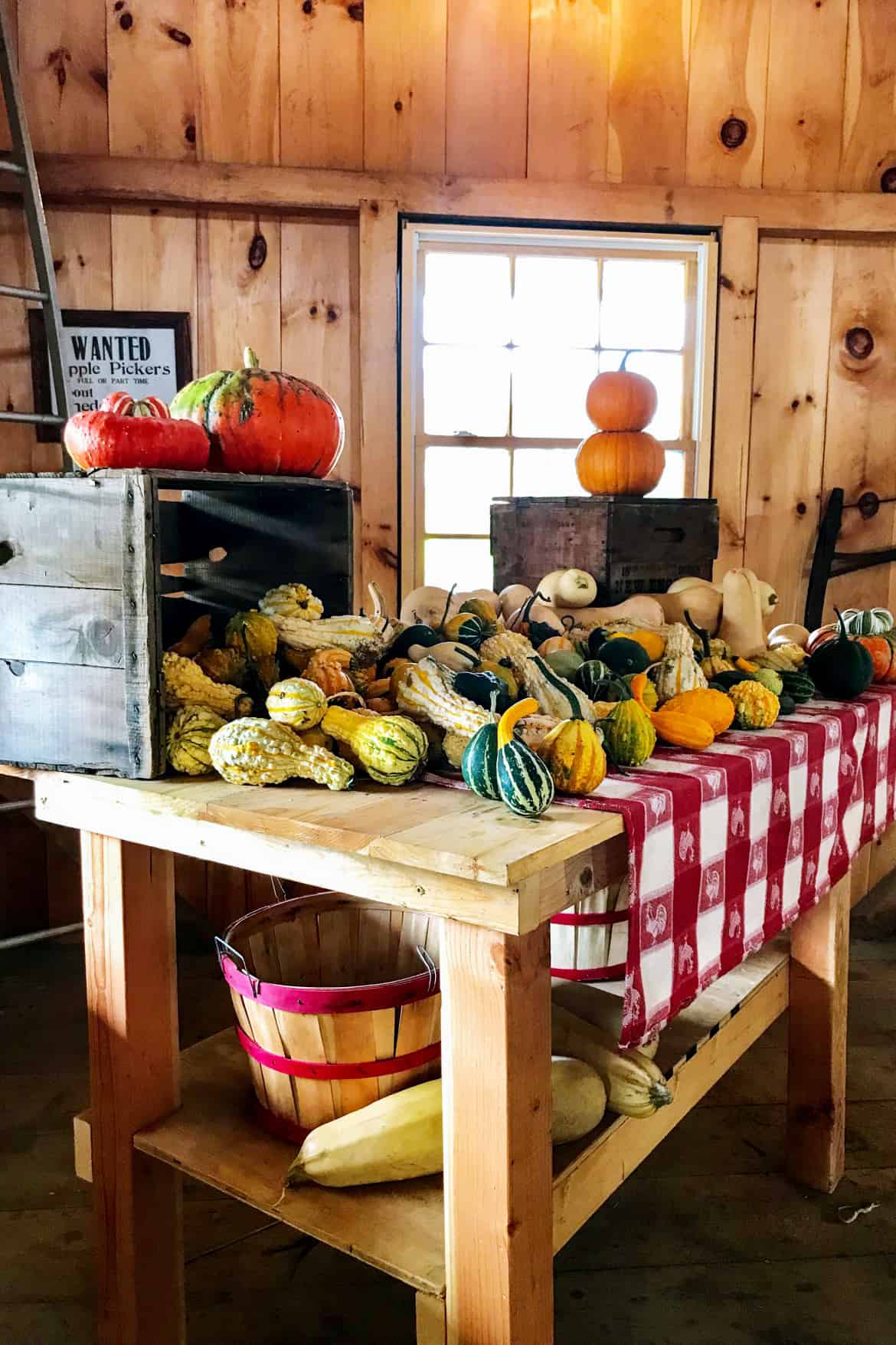 Apple Picking and More at Berlin Orchards | Berlin, MA. #newengland #appleorchard #applepicking #autumn #fall #newenglandtravel
