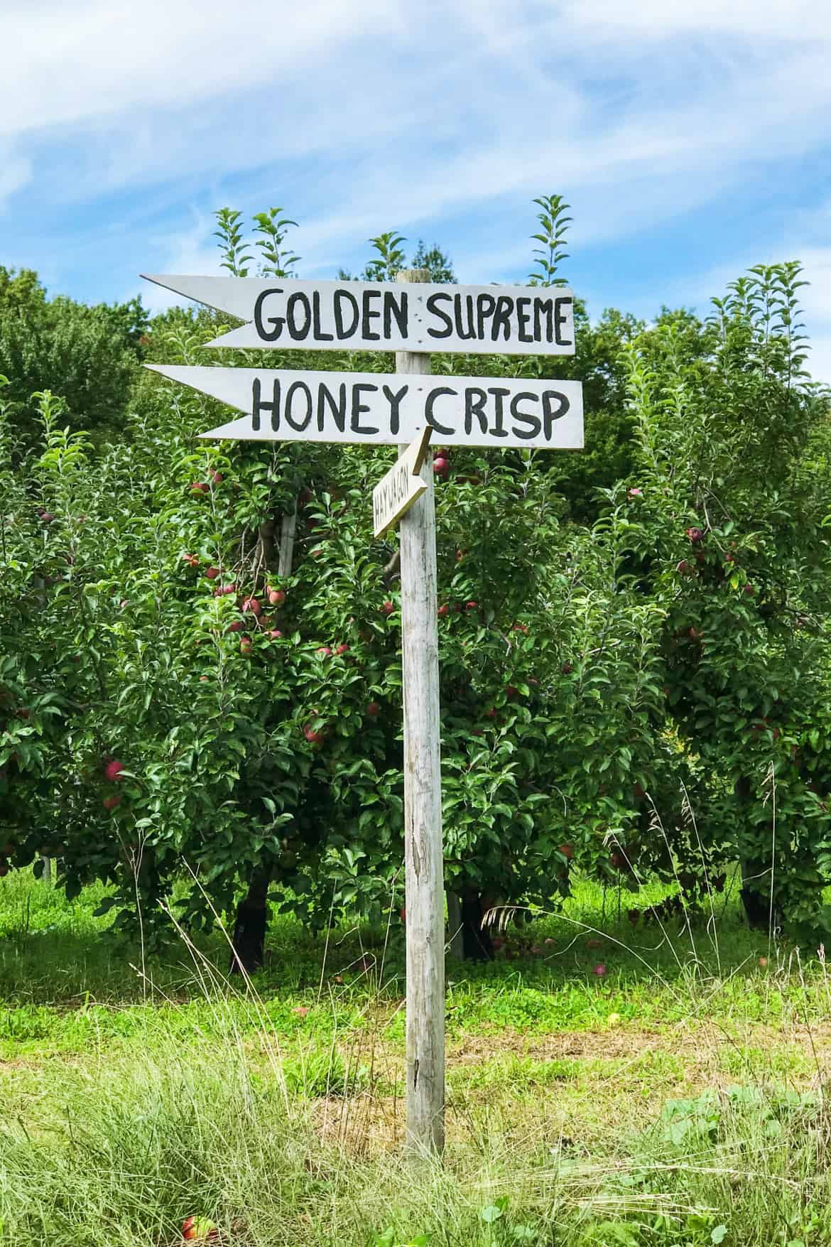 Apple Picking and More at Berlin Orchards | Berlin, MA. #newengland #appleorchard #applepicking #autumn #fall #newenglandtravel