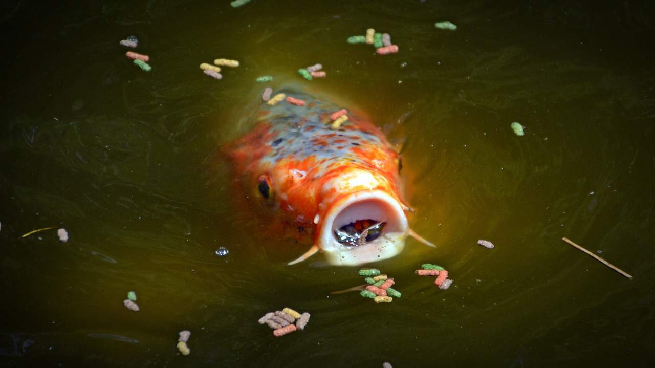 ponty táplálkozása