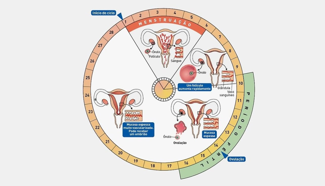 ciclo menstrual | Dicas de Saúde O Que é um Ciclo Menstrual Normal