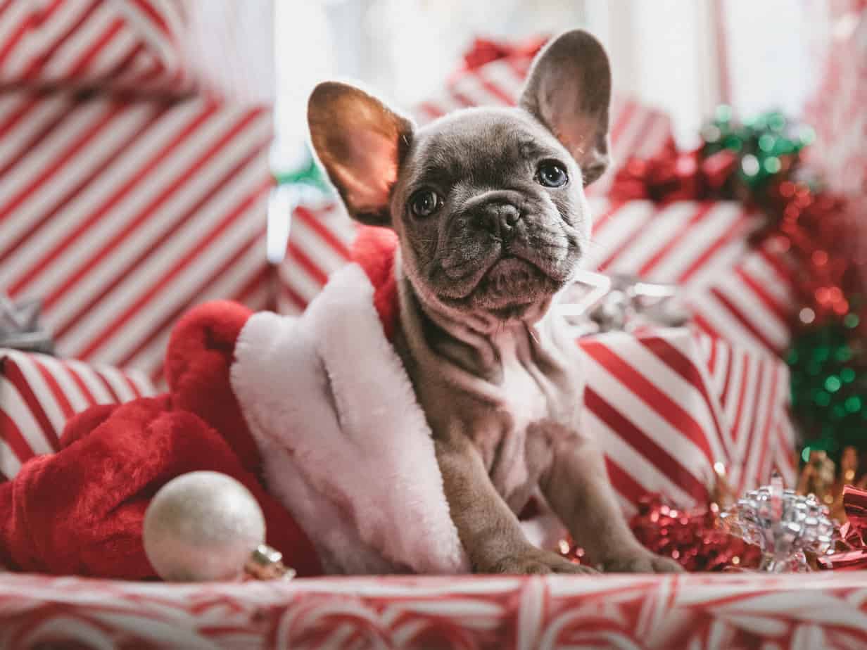 ChristmasDog holiday