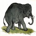 The Mice and the Elephant Panchatantra Stories
