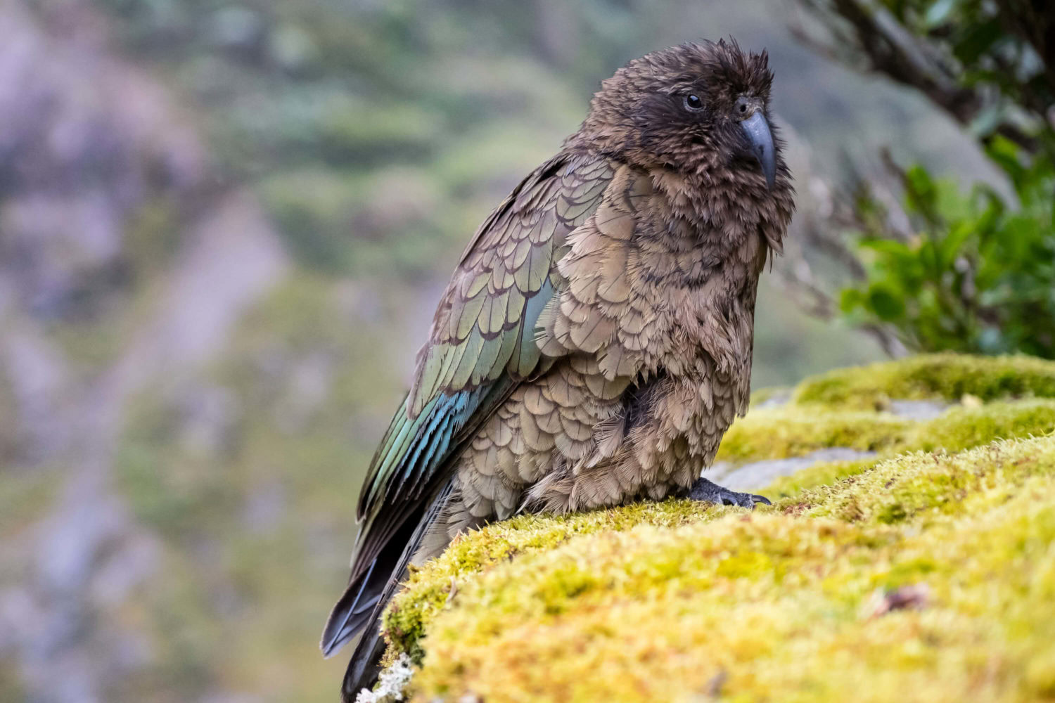 Kea